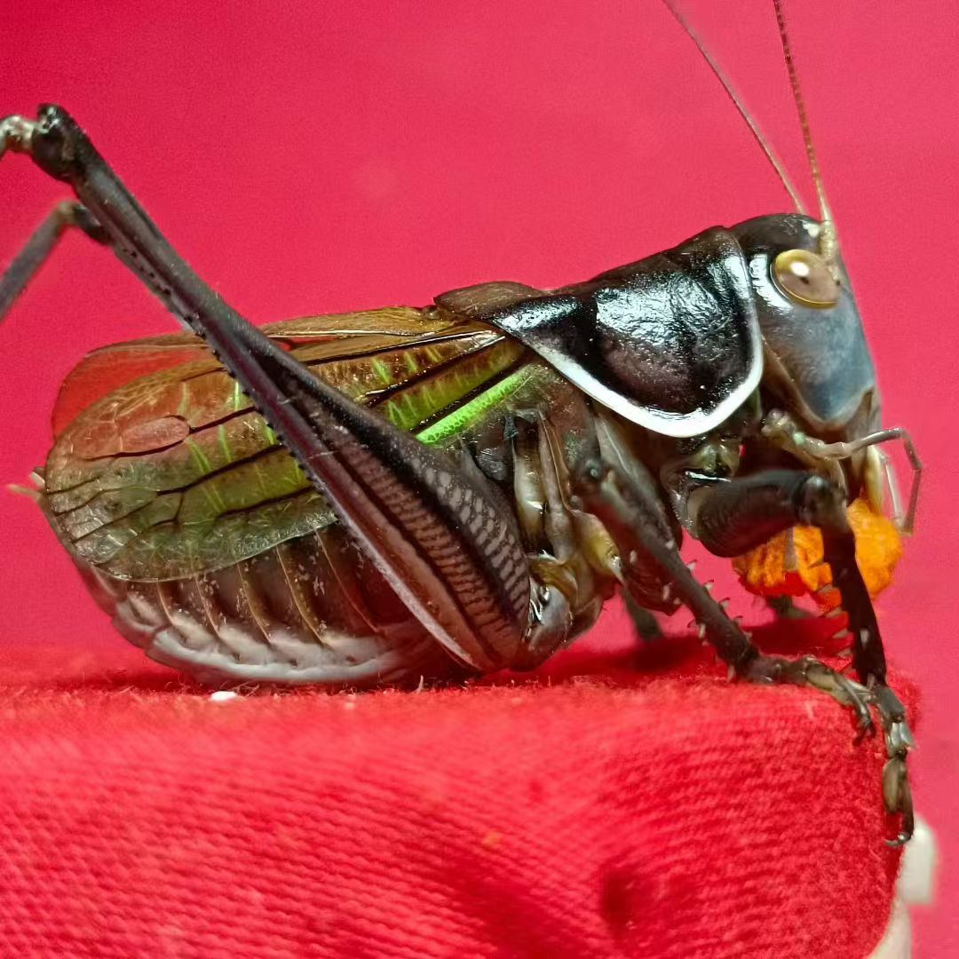 精品炮筒高端大翅铁蝈蝈京东包邮