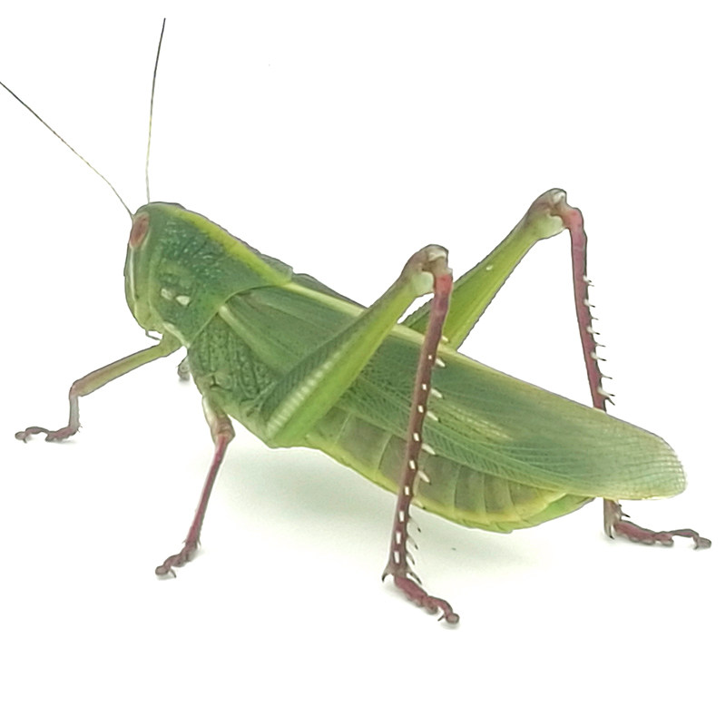 蹬倒山活体棉蝗虫成体活体吃叶片大型昆虫宠物蹬倒山巨型蚂蚱