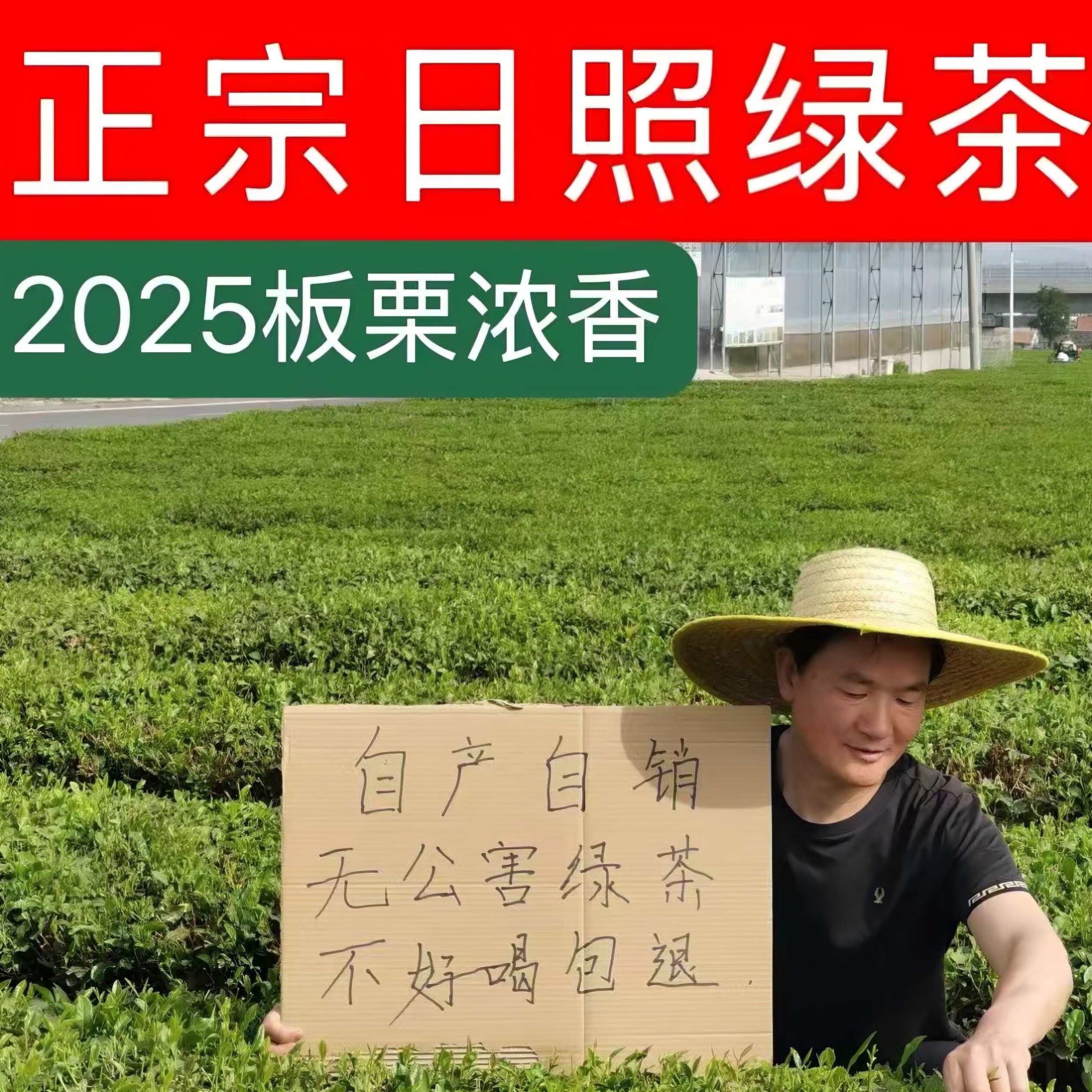 绿茶 日照绿茶2025新茶云雾礼盒装散装板栗香正宗包邮炒青茶叶