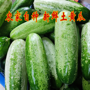 广西百色农家自种水果黄瓜新鲜5斤包邮土黄瓜特产旱地瓜老品种瓜