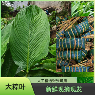 广西大粽叶新鲜粽子叶大宽叶大张柊叶肇庆裹蒸粽叶子过年过节粑粑