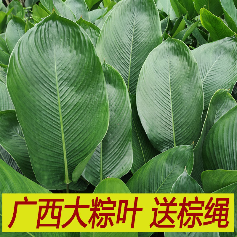 广西大粽叶子新鲜大号柊叶40张粽粑叶免邮现摘肇庆裹蒸粽冬过年节