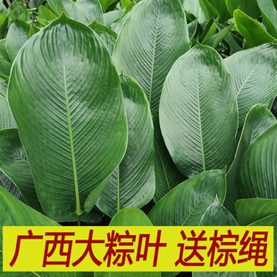 广西大粽叶子新鲜大号柊叶40张粽粑叶免邮现摘肇庆裹蒸粽冬过年节