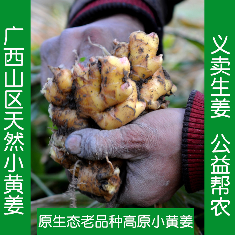 广西农家自种有生姜5斤老姜新鲜小黄姜包邮特产现挖土姜月子姜