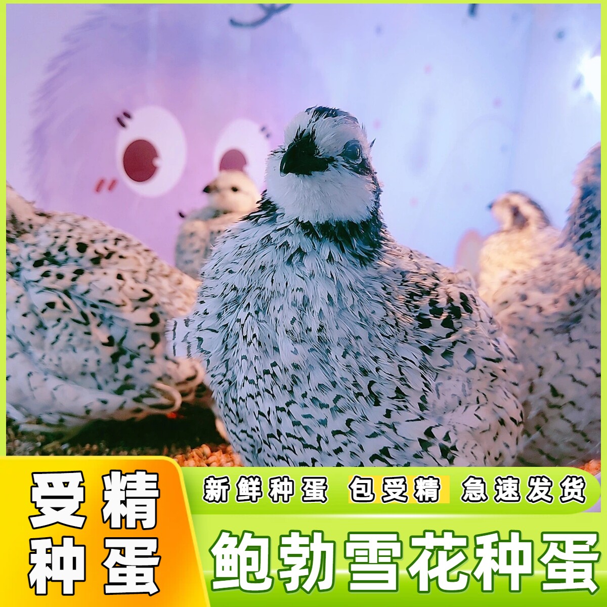纯种鲍勃雪花彩鹑受精种蛋可孵化
