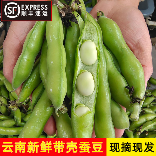【顺丰到家】云南新鲜带壳蚕豆