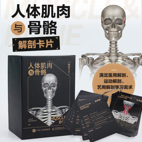人体肌肉与骨骼解剖卡片运动