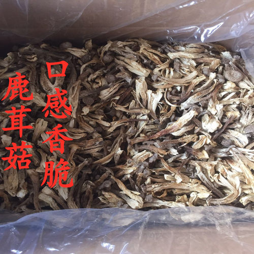 鹿茸菇干货食用菌煲汤美味类产品