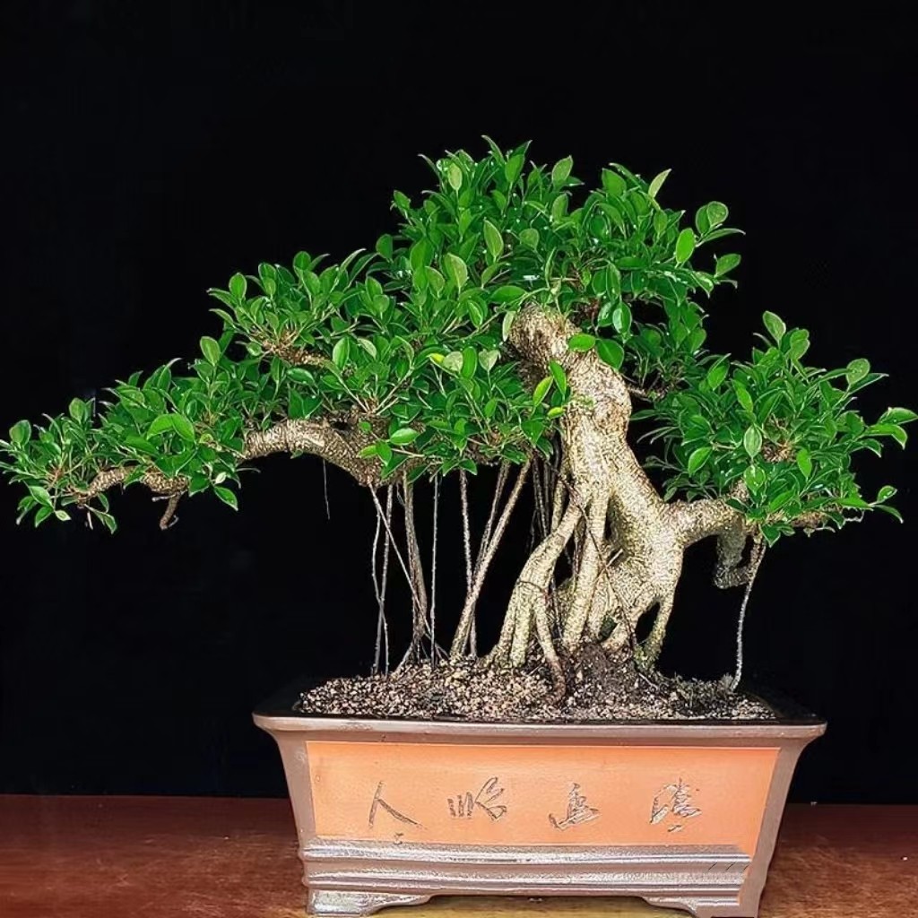 老桩四季常青招财守财金钱榕虎皮榕气根榕树造型盆景,鲜花速递/花卉仿真/绿植园艺,大型绿植/成品组合盆栽,淘宝优惠券,粉丝福利购,淘宝优惠卷