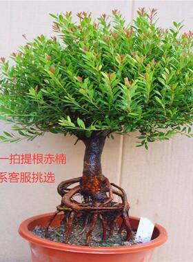 名贵小叶赤楠盆景S型瓜子红芽赤楠提根老桩新中式禅意木本绿植