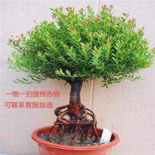 名贵小叶赤楠盆景S型瓜子红芽赤楠提根老桩新中式禅意木本绿植