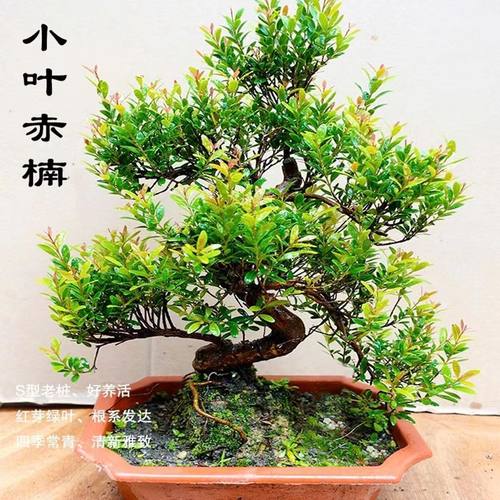 名贵小叶赤楠盆景S型瓜子红芽赤楠提根老桩新中式禅意木本绿植