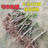 桂花树苗老桩盆景素材浓香型八月桂金桂丹桂阳台客厅盆栽庭院花卉