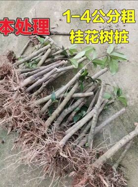 桂花树苗老桩盆景素材浓香型八月桂金桂丹桂阳台客厅盆栽庭院花卉