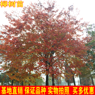 工程新款越火正宗小叶红榉树朴树树苗庭院景观行道奇树南北方种植