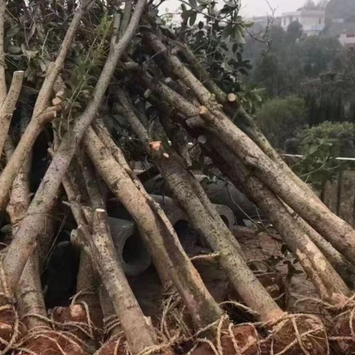 桂花树苗土地征收拆迁赔偿占地树