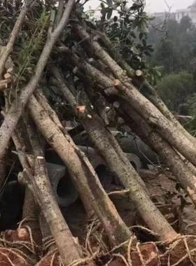 占地桂花树截杆老桩3-9公分土地征收拆迁赔偿风景树庭院工程绿植