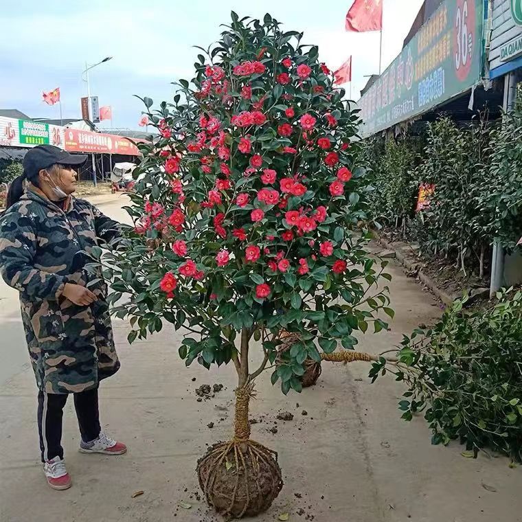 耐寒山茶花树苗室外庭院别墅绿植盆栽耐冬红大型花卉高杆四季常青