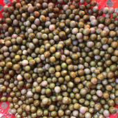 2025定远炉桥新鲜鸡头米二青二级鸡头果老嫩适中芡实