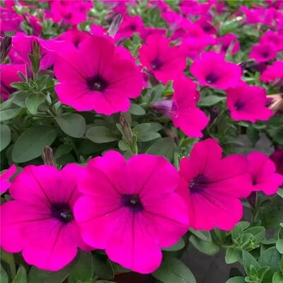 矮牵牛盆栽垂钓喇叭花牵牛花苗耐热花卉庭院阳台好养盆栽绿化工程