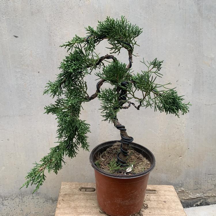 办公室内济州真柏盆景矮霸文人树