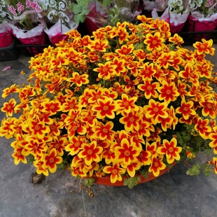 新品鬼针草盆栽易爆盆耐寒四季花卉不断开花庭院阳台花园花境包邮