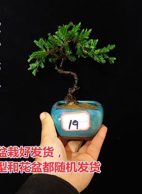 微型小品迎客松盆景珍珠