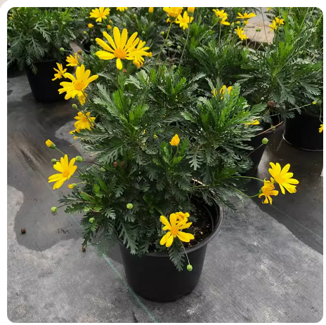 庭院多年生木本黄金菊盆栽多年生木春菊茼蒿菊金黄色小花
