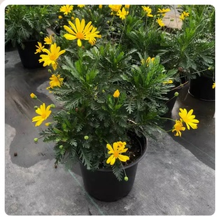 庭院多年生木本黄金菊盆栽多年生木春菊茼蒿菊金黄色小花