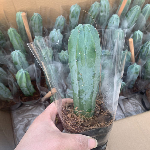 龙神木仙人柱有根量天尺