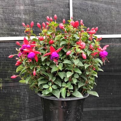 重瓣倒挂金钟盆栽灯笼花花苗庭院阳台绿植物室内带花发货四季开花