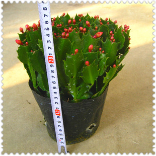 蟹爪兰花苗 客厅绿植盆栽花卉 蟹爪兰带根带花苞发货 当年开花