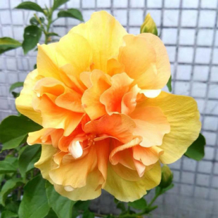 重瓣扶桑花盆栽重瓣带花苞桑叶牡丹木槿朱槿老桩植物室内阳台花卉