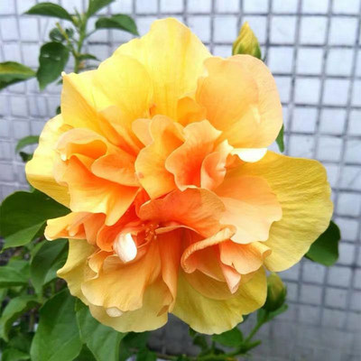 重瓣带花苞木槿老桩阳台桑叶牡丹