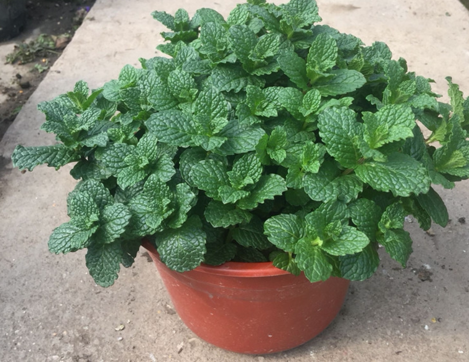 可食用薄荷盆栽室内驱蚊植物薄荷苗阳台花卉绿植办公室桌面薄荷叶