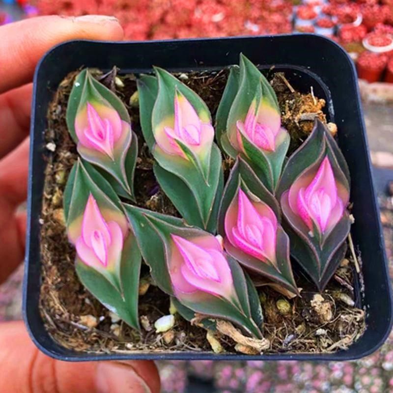 重扇锦一帆风顺多肉植物稀有品种罕见精美阳台绿植盆栽防辐射花卉