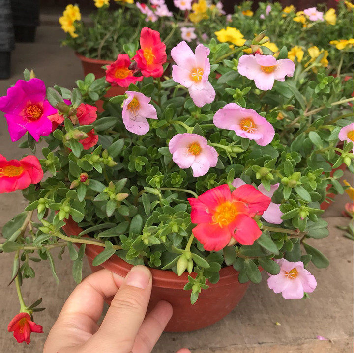 重瓣太阳花盆栽大叶单瓣混色阳台庭院花卉耐晒好养花期长带花发货