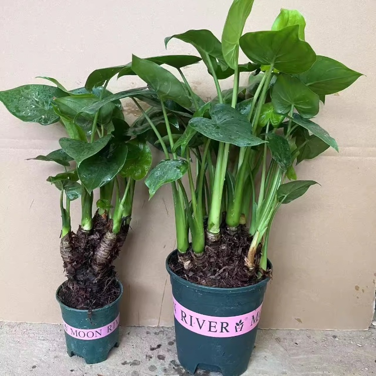 滴水观音盆栽 千手观音盆栽绿植 大叶绿植大盆栽花卉净化空气包邮