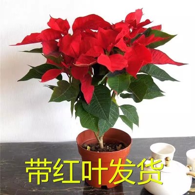 圣诞花一品红盆栽花卉真花
