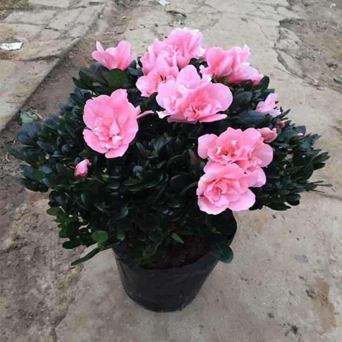 花苞花卉大棵杜鹃花发老桩植物四季好盆栽开花阳台室内外带养易活