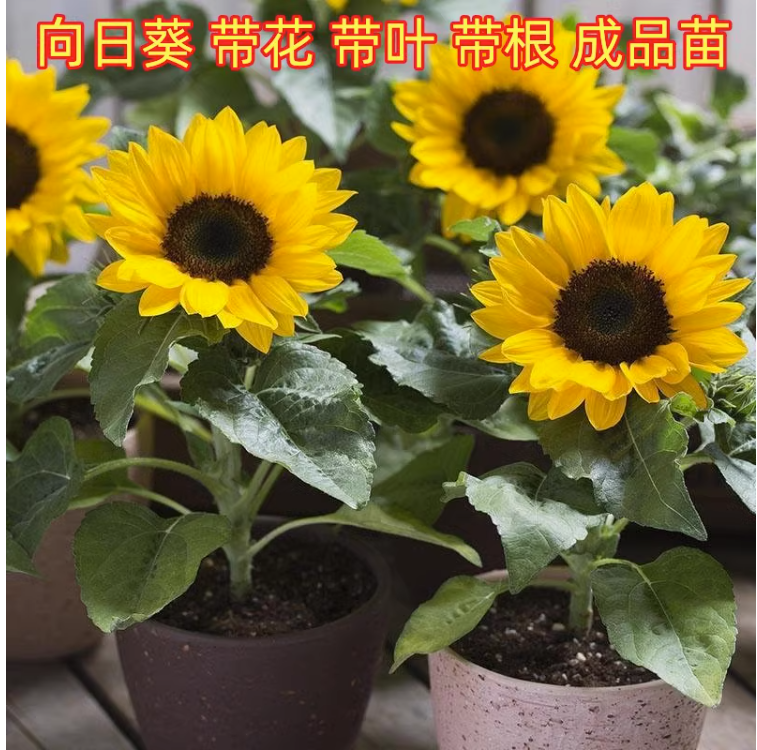 矮向日葵盆栽光辉岁月花苗带花苞阳台庭院向阳花卉室外可地栽耐热