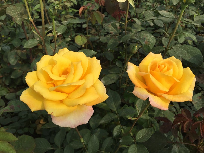 黄和平月季花大苗特大花浓香玫瑰苗阳台庭院盆栽四季观花绿植花卉
