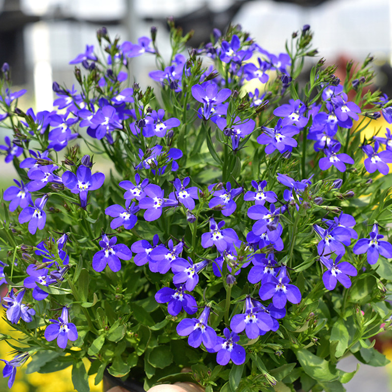 半边莲翠蝶花满天星花卉垂吊阳台庭院利开花六倍带花盆栽植物蓝色