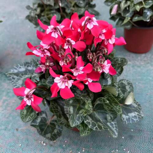 仙客来盆栽带花苞兔耳花四季开花好养重瓣大花阳台室内花卉蝶衣花