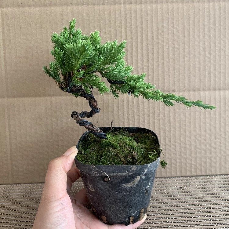 微型小品盆景拇指盆景珍珠地柏小盆景地柏盆栽植物吸水石松树常青