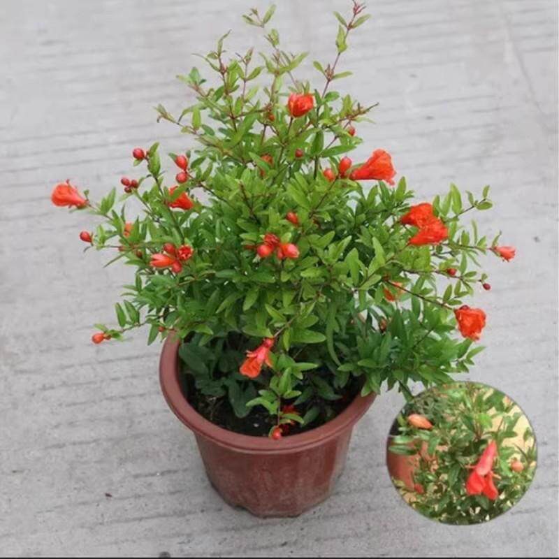 新品牡丹石榴花盆栽大苗重瓣花石榴树苗盆景室内庭院植物图片