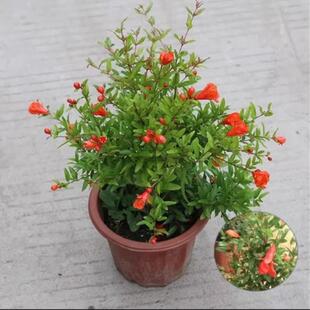 新品牡丹石榴花盆栽大苗重瓣花石榴树苗盆景室内庭院植物