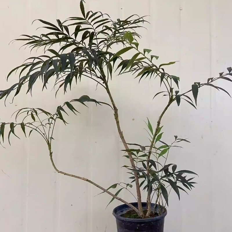 狭叶安坪十大功劳盆栽黄天竹禅意庭院绿植花卉北欧简约风绿植好养
