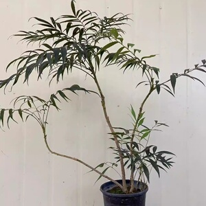 狭叶安坪十大功劳盆栽黄天竹禅意庭院绿植花卉北欧简约风绿植好养