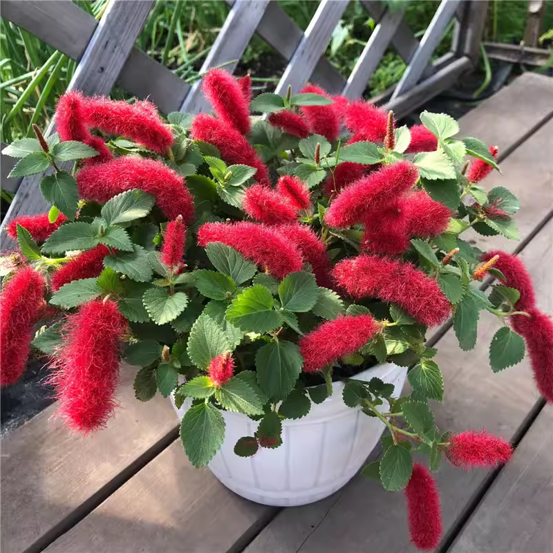 岁岁红吊兰带花红缨吊兰